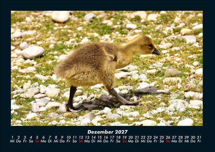 Produktbild: Welt der V&ouml;gel 2027 Fotokalender DIN A4