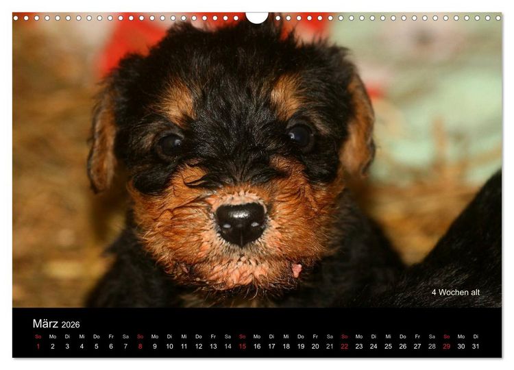 Produktbild: Airedale Terrier Welpen (Wandkalender 2026 DIN A3 quer), CALVENDO Monatskalender