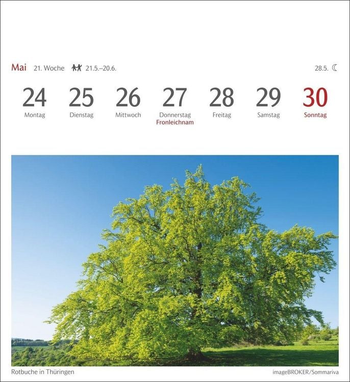 Produktbild: B&auml;ume Postkartenkalender 2027 - Wochenkalender mit 53 Postkarten