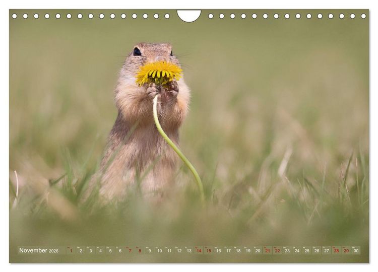 Produktbild: Zauberhafte Ziesel (Wandkalender 2026 DIN A4 quer), CALVENDO Monatskalender
