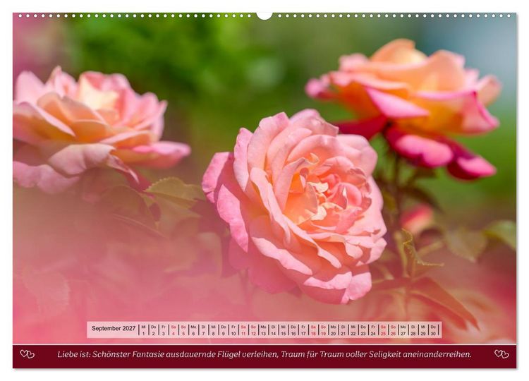 Produktbild: Rosen, Liebe ist (Wandkalender 2027 DIN A2 quer), CALVENDO Monatskalender