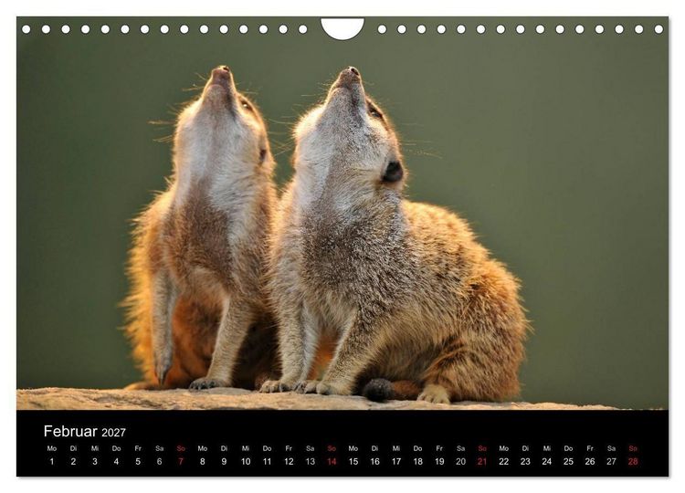 Produktbild: Erdm&auml;nnchen - Tierkinder (Wandkalender 2027 DIN A4 quer), CALVENDO Monatskalender
