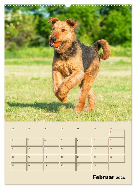Produktbild: Airedale Terrier - Temperament auf 4 Pfoten (hochwertiger Premium Wandkalender 2026 DIN A2 hoch), Kunstdruck in Hochglanz