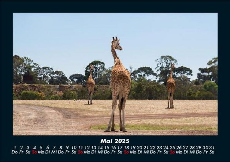 Produktbild: Giraffen 2025 Fotokalender DIN A5