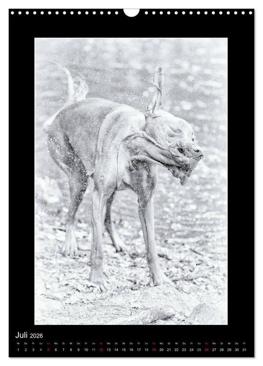 Produktbild: Vizsla-Liebe (Wandkalender 2026 DIN A3 hoch), CALVENDO Monatskalender