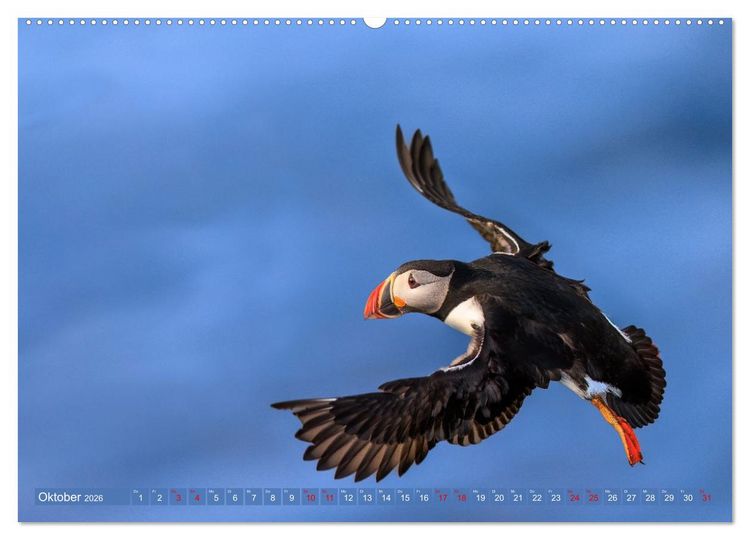 Produktbild: Puffins - Papageientaucher auf Island (Wandkalender 2026 DIN A2 quer), CALVENDO Monatskalender