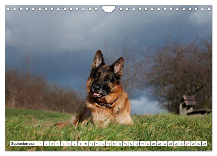 Produktbild: Deutscher Sch&auml;ferhund - Der beste Freund des Menschen (Wandkalender 2026 DIN A4 quer), CALVENDO Monatskalender