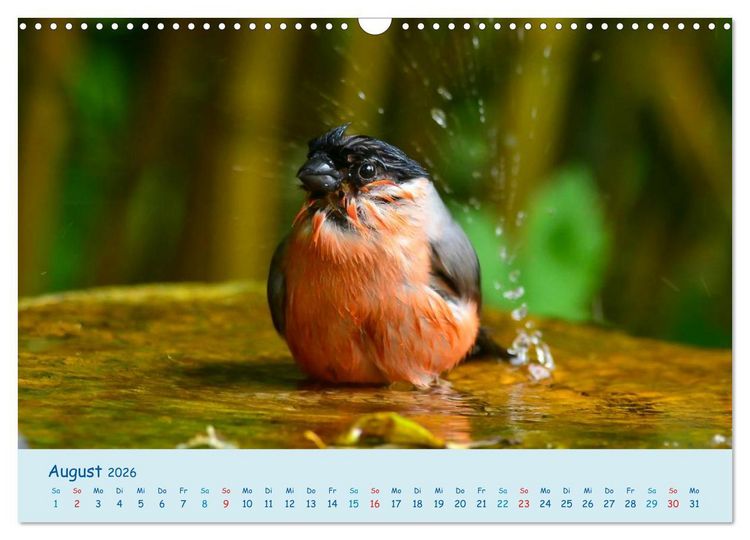 Produktbild: Sommer am Pool - Singv&ouml;gel an der Badestelle (Wandkalender 2026 DIN A3 quer), CALVENDO Monatskalender