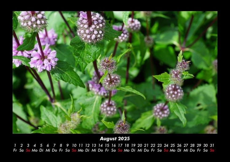 Produktbild: Pflanzen und Bl&uuml;ten 2025 Fotokalender DIN A3