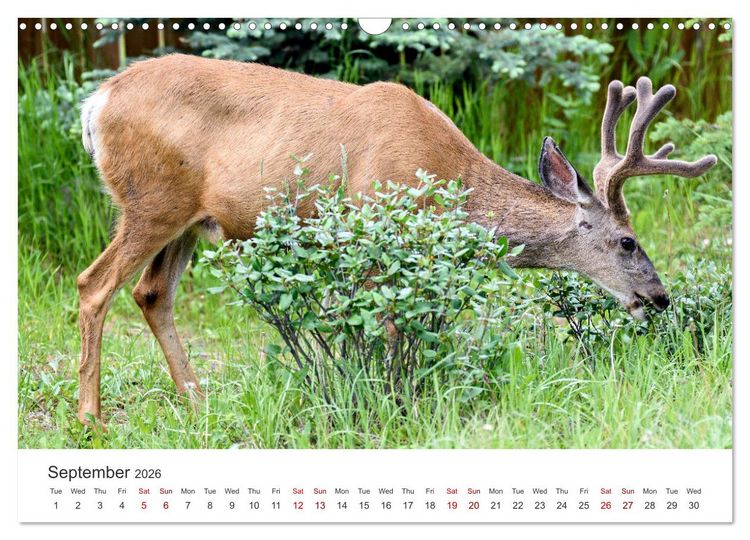Produktbild: Yukon Wild (Wall Calendar 2026 DIN A3 landscape), CALVENDO 12 Month Wall Calendar