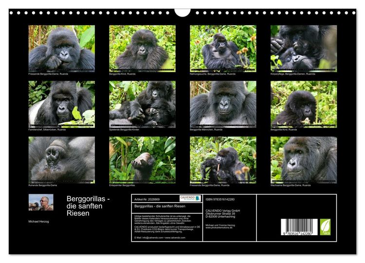 Produktbild: Berggorillas - die sanften Riesen (Wandkalender 2026 DIN A3 quer), CALVENDO Monatskalender