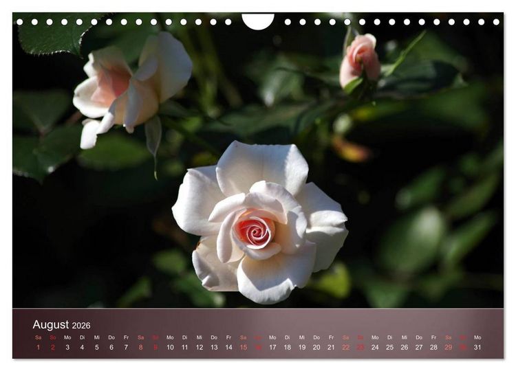 Produktbild: Zarte Sch&ouml;nheiten - Rosen (Wandkalender 2026 DIN A4 quer), CALVENDO Monatskalender