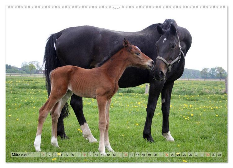 Produktbild: Pferdekinder - Fohlen haben ihren ganz eigenen Charme (hochwertiger Premium Wandkalender 2026 DIN A2 quer), Kunstdruck in Hochglanz