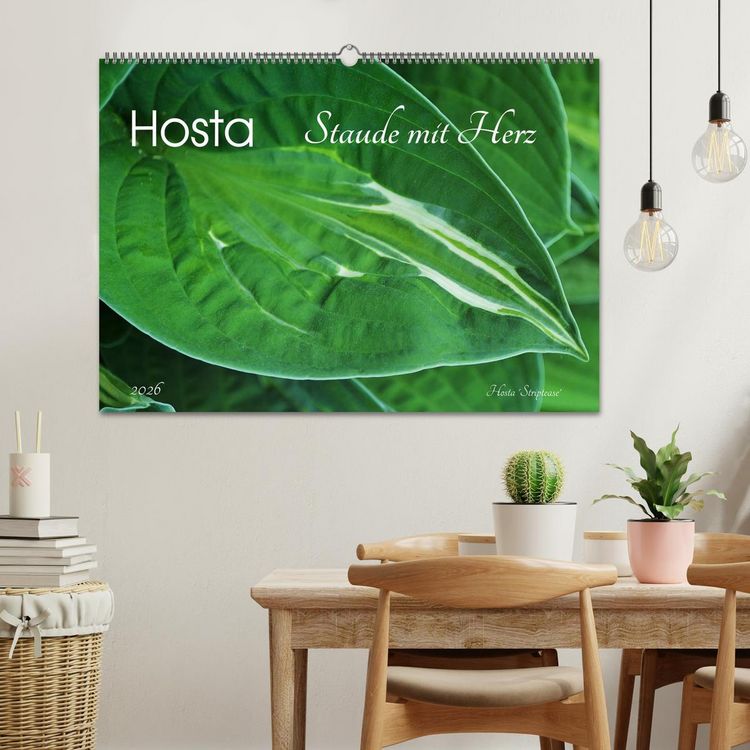 Produktbild: Hosta Staude mit Herz (Wandkalender 2026 DIN A2 quer), CALVENDO Monatskalender