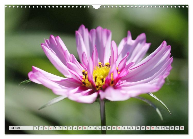 Produktbild: Herzensblumen (Wandkalender 2027 DIN A3 quer), CALVENDO Monatskalender