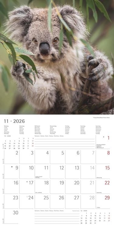 Produktbild: Koalas 2026 - Broschürenkalender 30x30 cm (30x60 geöffnet) - Kalender mit Platz für Notizen - koala bears - Bildkalender - Wandplaner - Bärenkalender