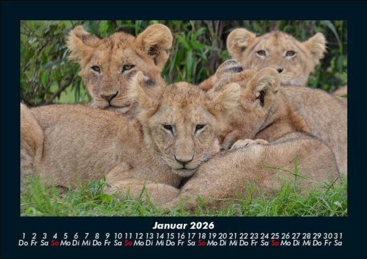 Produktbild: Tiere in der Wildnis 2026 Fotokalender DIN A5