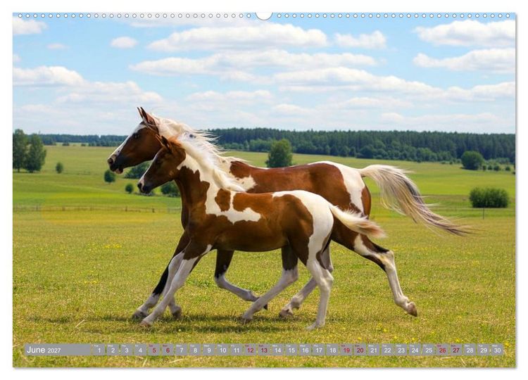 Produktbild: The Magic of Happy Foals (High Quality Premium Wall Calendar 2027 DIN A2 landscape),CALVENDO 12 Month Wall Calendar