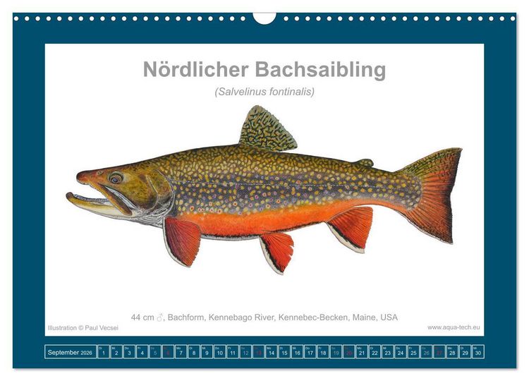 Produktbild: Fisch als Kunst 2026: Amerikanische Saiblinge (Wandkalender 2026 DIN A3 quer), CALVENDO Monatskalender