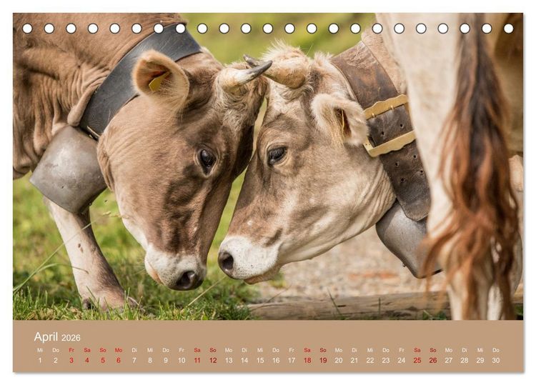 Produktbild: Allg&auml;uer Rindvieh 2026 (Tischkalender 2026 DIN A5 quer), CALVENDO Monatskalender