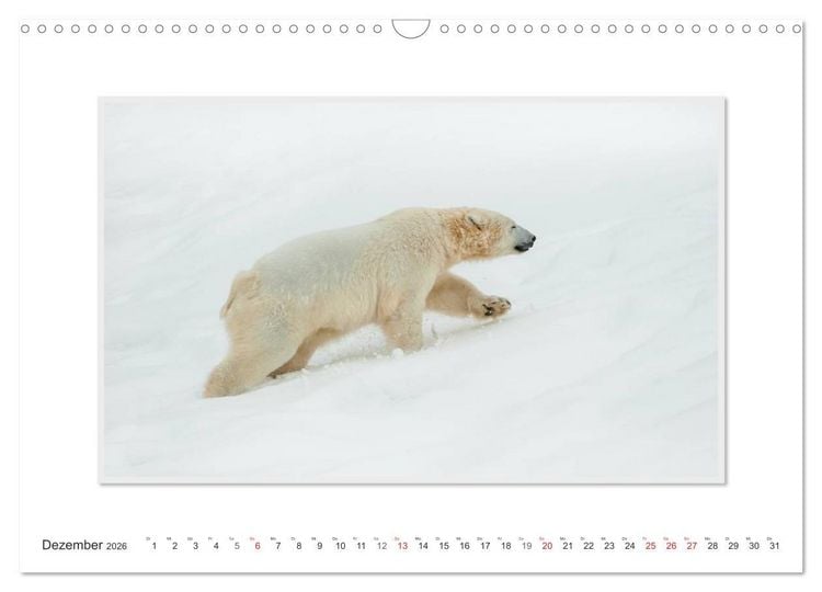 Produktbild: Emotionale Momente: Der Eisb&auml;r. (Wandkalender 2026 DIN A3 quer), CALVENDO Monatskalender