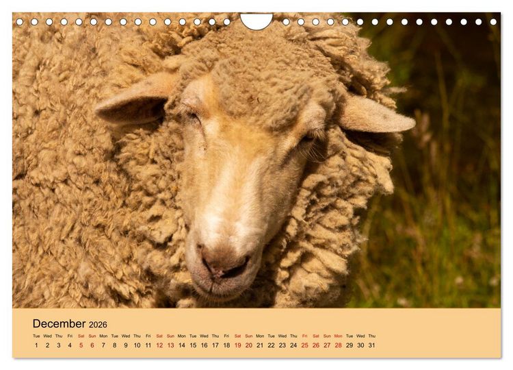 Produktbild: Our farm animals (Wall Calendar 2026 DIN A4 landscape), CALVENDO 12 Month Wall Calendar
