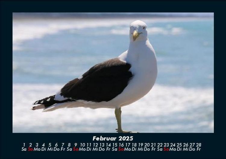 Produktbild: M&ouml;wen 2025 Fotokalender DIN A5