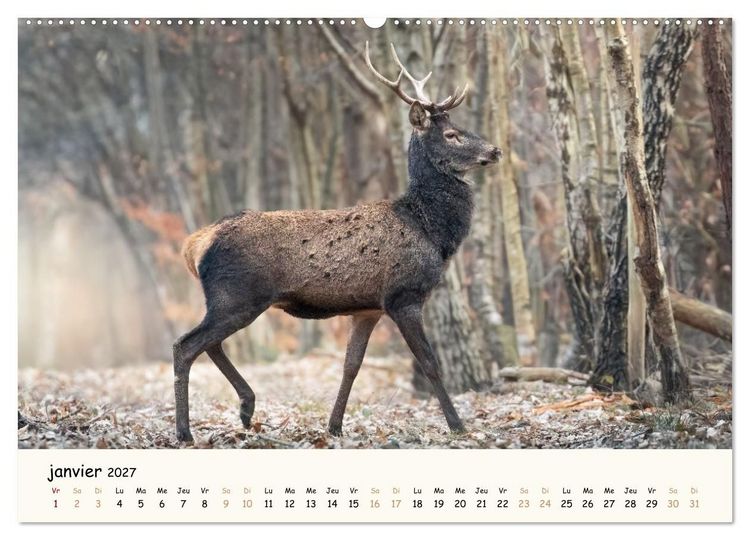 Produktbild: Les murmures de la for&ecirc;t - Regards d'animaux (Calendrier mural 2027 DIN A2 vertical), CALVENDO calendrier mensuel
