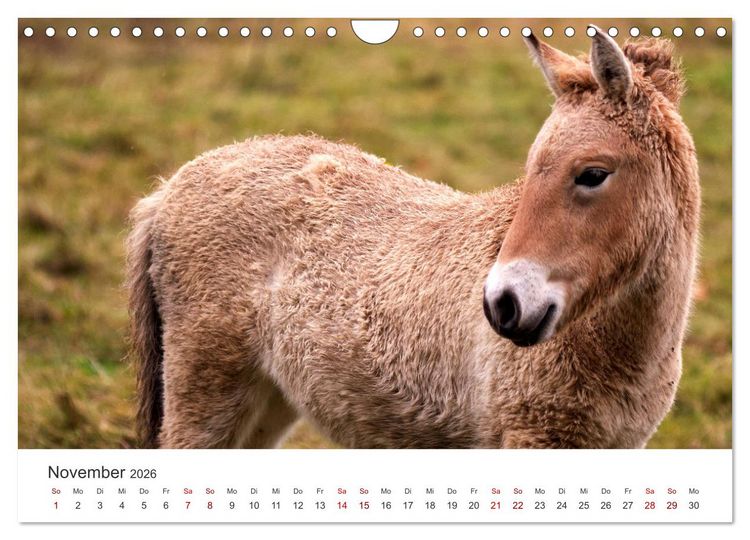 Produktbild: Freiheitsliebende Wildpferde (Wandkalender 2026 DIN A4 quer), CALVENDO Monatskalender