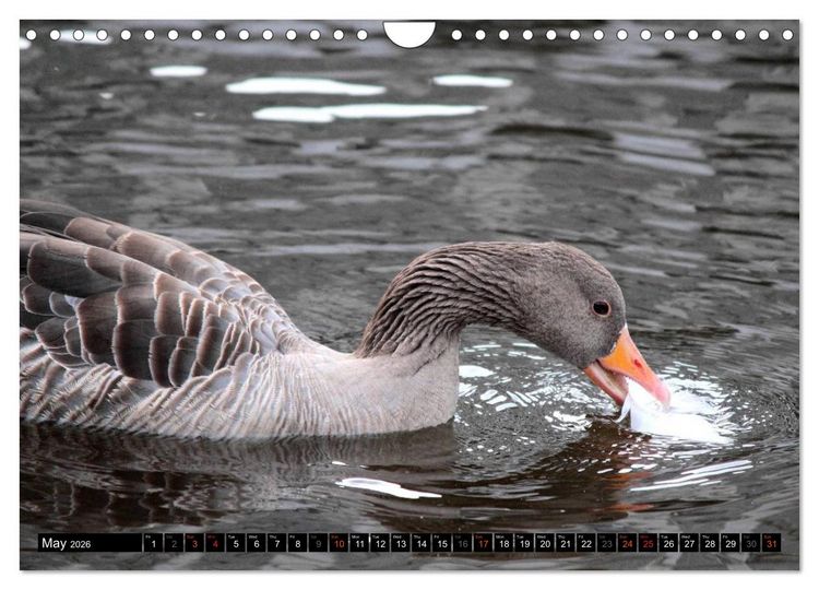 Produktbild: Lovely Water Birds (Wall Calendar 2026 DIN A4 landscape), CALVENDO 12 Month Wall Calendar
