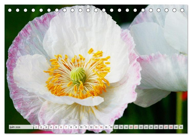 Produktbild: Plaisir des fleurs (Calendrier de bureau 2026 DIN A5 vertical), CALVENDO calendrier mensuel