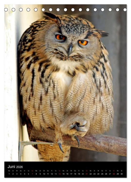 Produktbild: Scharfe Krallen, scharfe Augen, Greifv&ouml;gel und Eulen im Wildpark (Tischkalender 2026 DIN A5 hoch), CALVENDO Monatskalender