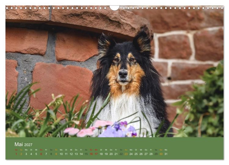 Produktbild: Der Collie der beste Hund der Welt (Wandkalender 2027 DIN A3 quer), CALVENDO Monatskalender