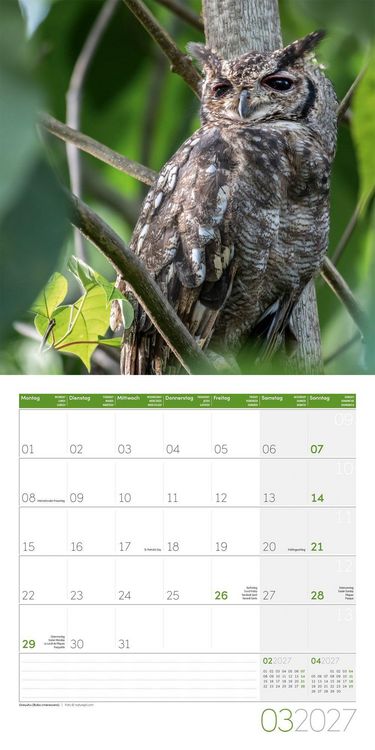 Produktbild: Eulen Kalender 2027 - 30x30 - Art12