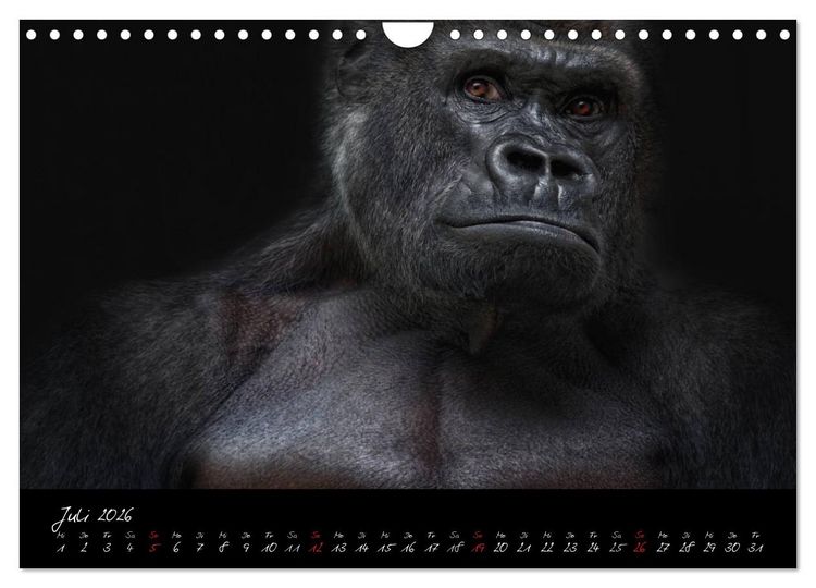 Produktbild: Gorilla (Wandkalender 2026 DIN A4 quer), CALVENDO Monatskalender