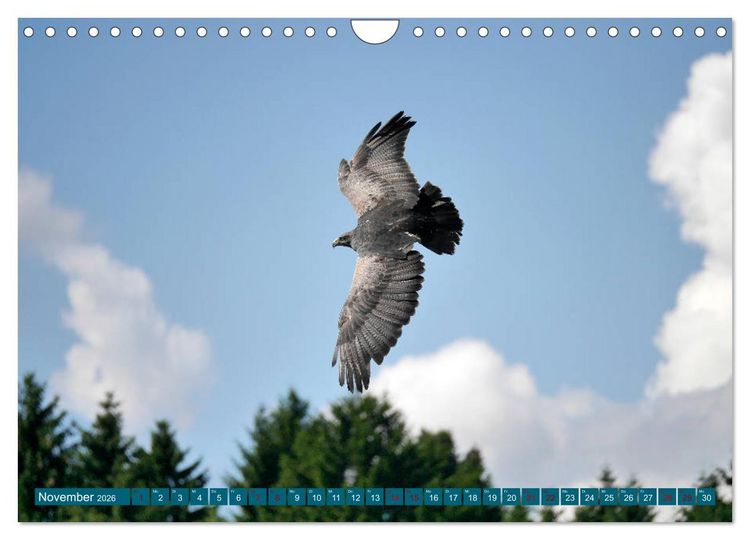 Produktbild: Weltvogelpark Walsrode - Die Vielfalt der Vogelarten (Wandkalender 2026 DIN A4 quer), CALVENDO Monatskalender