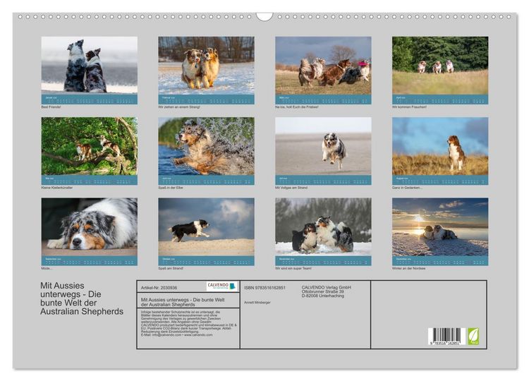 Produktbild: Mit Aussies unterwegs - Die bunte Welt der Australian Shepherds (Wandkalender 2026 DIN A2 quer), CALVENDO Monatskalender