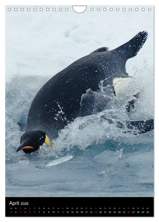 Produktbild: Pinguine - Wackeln im Thermo-Frack (Wandkalender 2026 DIN A4 hoch), CALVENDO Monatskalender
