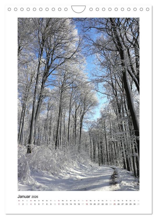 Produktbild: Mein Sehnsuchtsort, der Wald (Wandkalender 2026 DIN A4 hoch), CALVENDO Monatskalender
