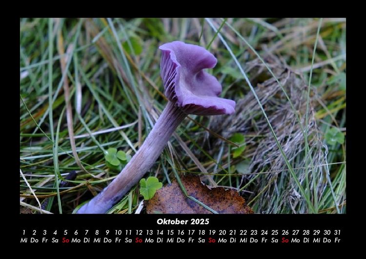 Produktbild: Pilzkalender 2025 Fotokalender DIN A3