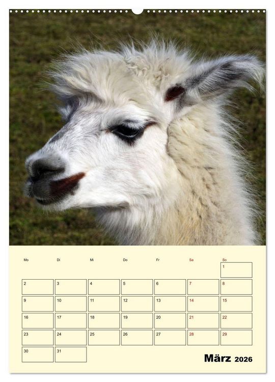 Produktbild: Alpakas erleben (Wandkalender 2026 DIN A2 hoch), CALVENDO Monatskalender