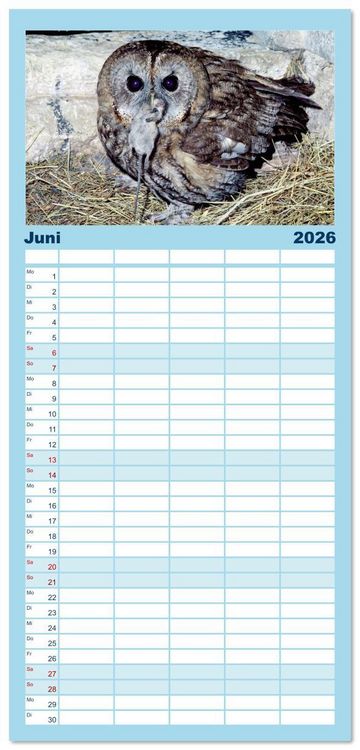 Produktbild: Familienplaner 2026 - Das Leben der Eulen, die Damen der Nacht mit 5 Spalten (Wandkalender, 21 x 45 cm) CALVENDO