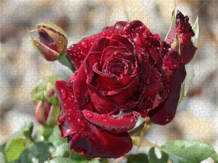 Produktbild: CALVENDO Puzzle Zauberhafte Rosen 1000 Teile Lege-Gr&ouml;&szlig;e 640 x 480 cm Foto-Puzzle Bild von Andrea Potratz