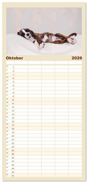 Produktbild: Familienplaner 2026 - Boxer Welpen einfach zuckers&uuml;&szlig; mit 5 Spalten (Wandkalender, 21 x 45 cm) CALVENDO