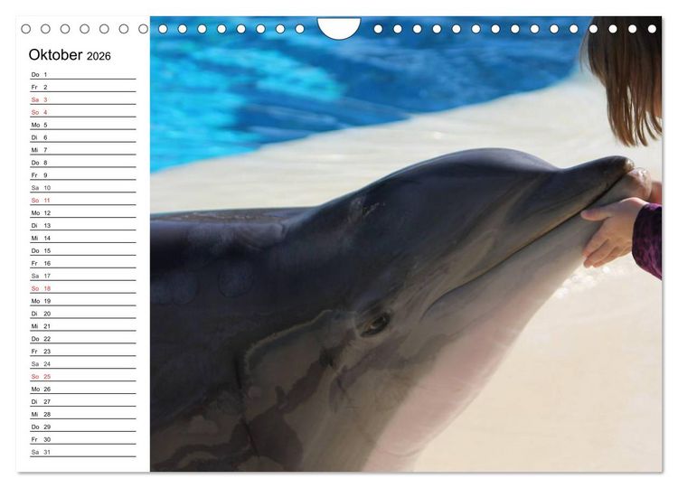 Produktbild: Delfine - L&auml;chelnde Intelligenz (Wandkalender 2026 DIN A4 quer), CALVENDO Monatskalender