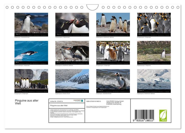 Produktbild: Pinguine aus aller Welt (Wandkalender 2026 DIN A4 quer), CALVENDO Monatskalender