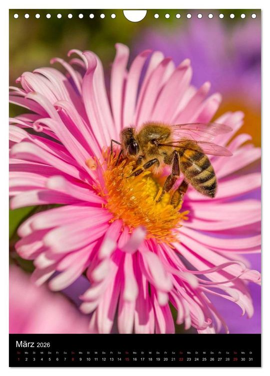 Produktbild: Bienen (Wandkalender 2026 DIN A4 hoch), CALVENDO Monatskalender