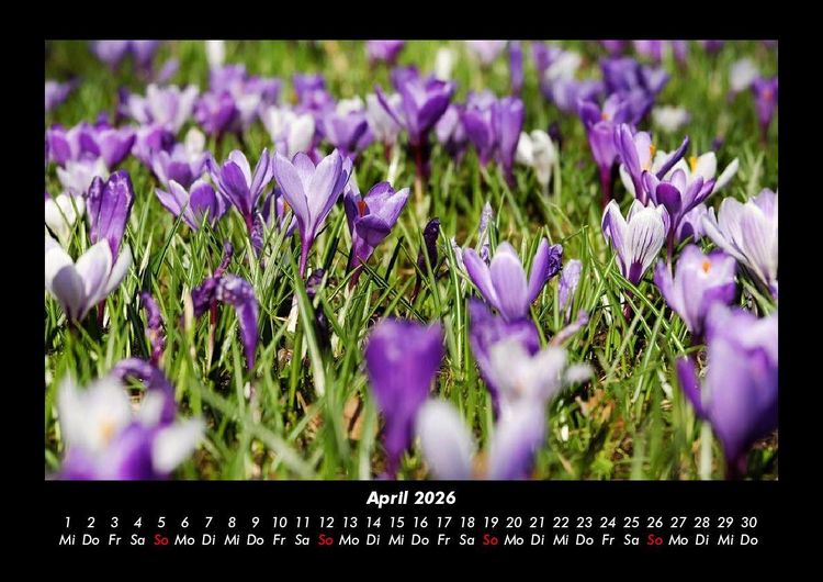 Produktbild: Blumentr&auml;ume 2026 Fotokalender DIN A3