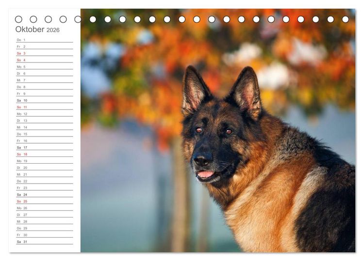 Produktbild: Deutsche Sch&auml;ferhunde Seelentr&ouml;ster (Tischkalender 2026 DIN A5 quer), CALVENDO Monatskalender