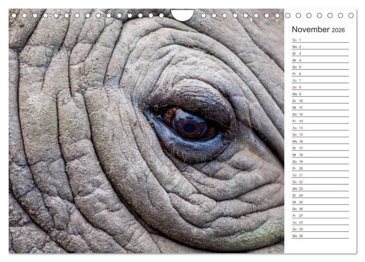 Produktbild: Emotionale Momente: Nash&ouml;rner (Wandkalender 2026 DIN A4 quer), CALVENDO Monatskalender